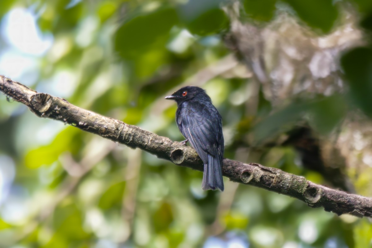 Sharpe's Drongo (Eastern) - ML609537704