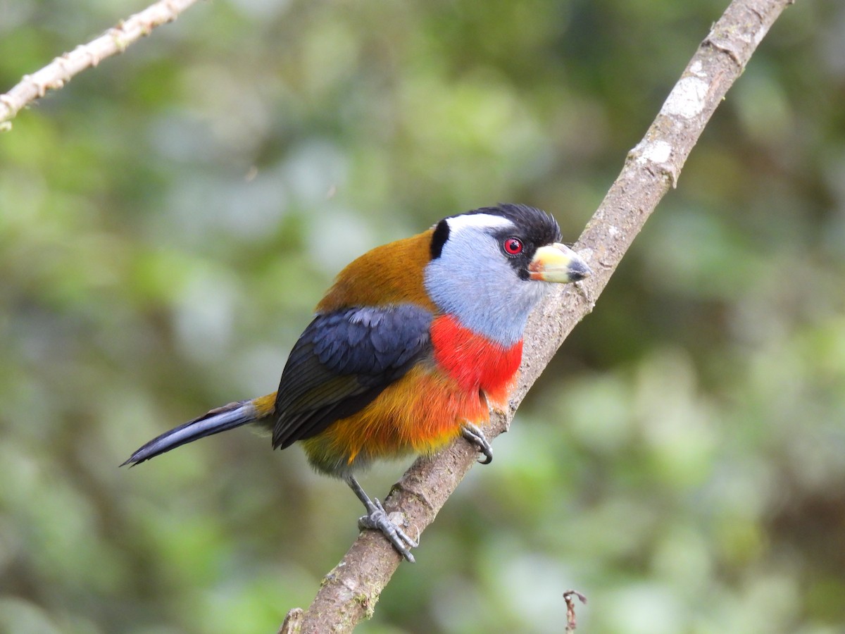 Toucan Barbet - Carmen  Andrade