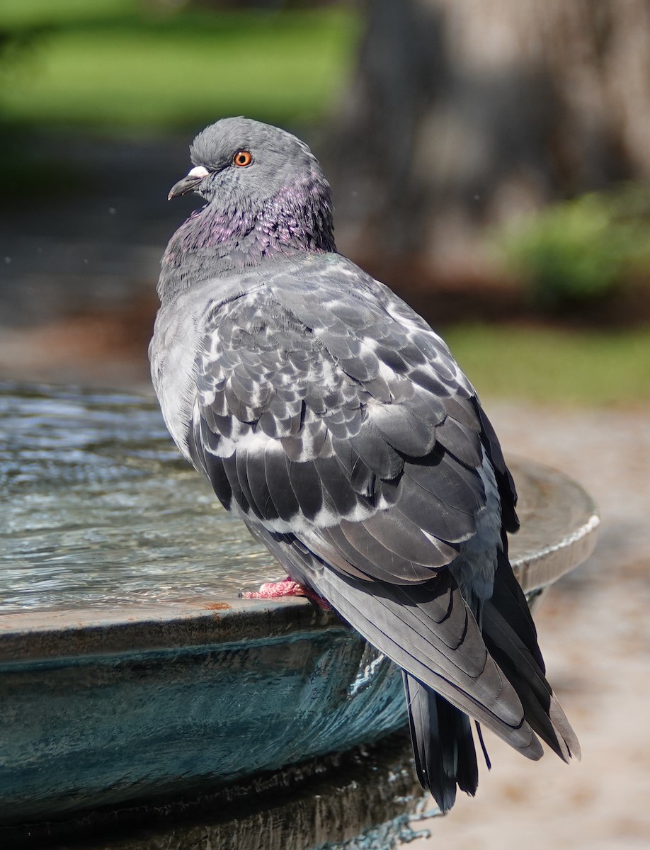 Pigeon biset (forme domestique) - ML609537804