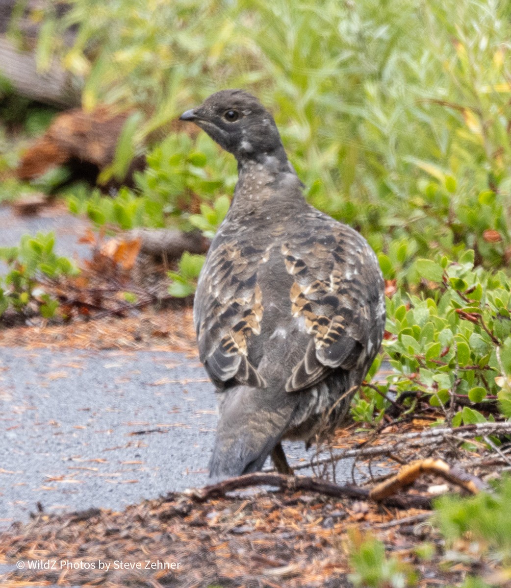 Sooty Grouse - ML609537877