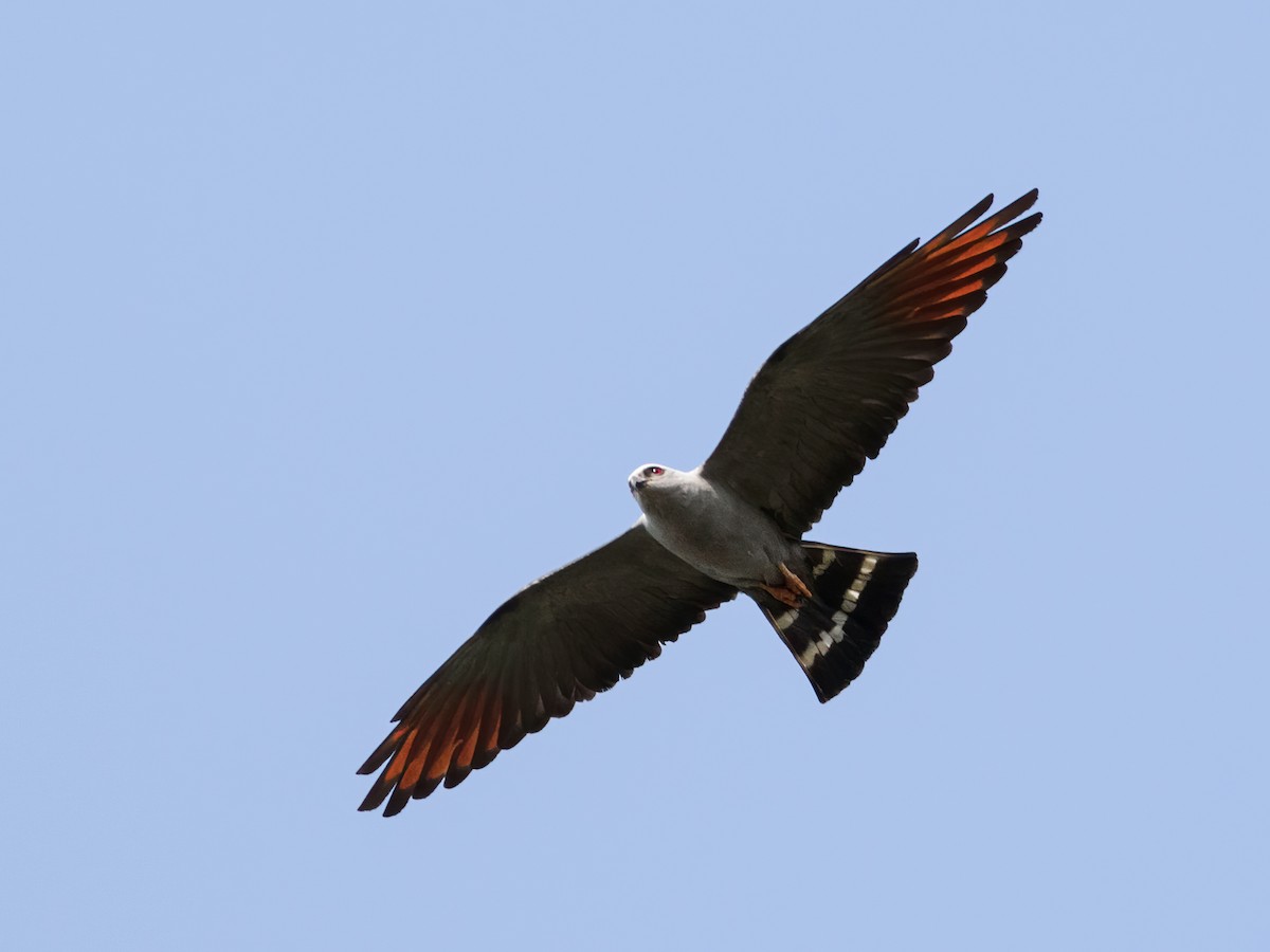 Plumbeous Kite - Nick Athanas