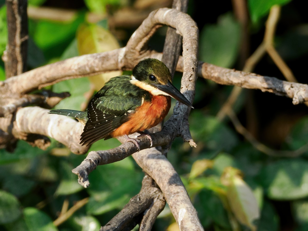 Green-and-rufous Kingfisher - ML609537943