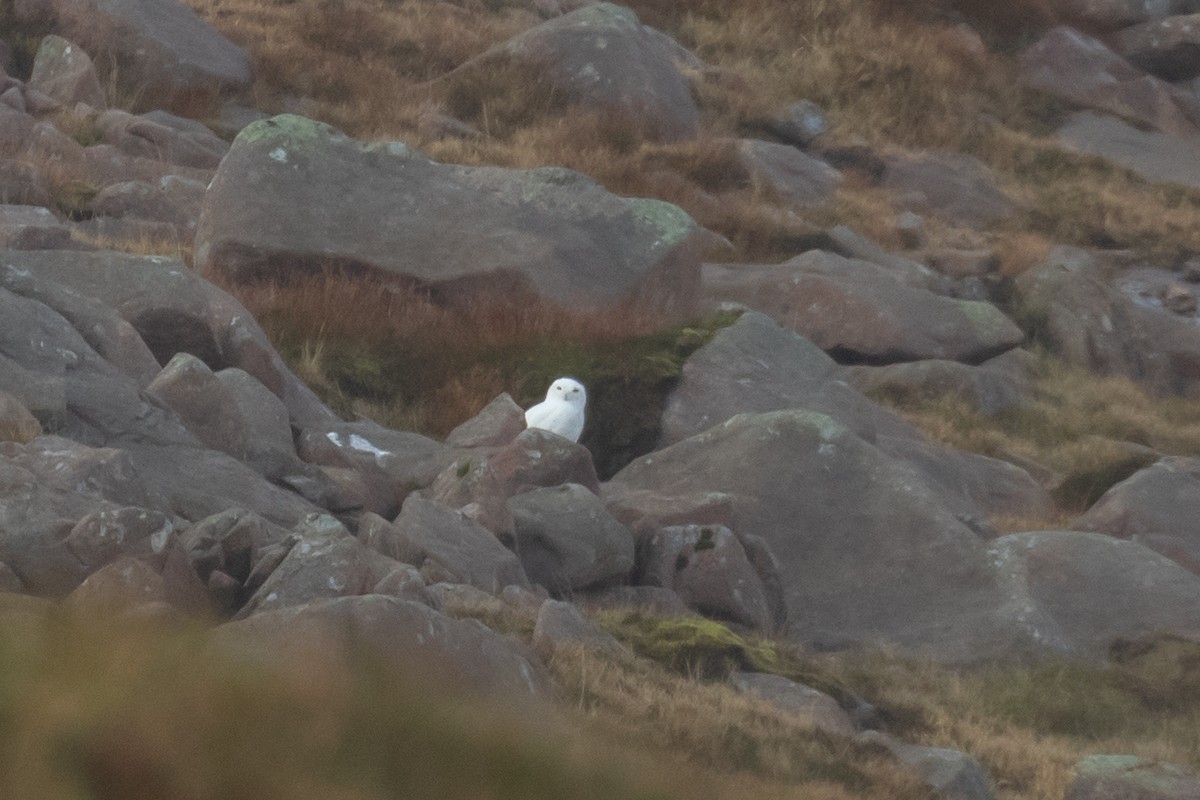 Snowy Owl - ML609537952