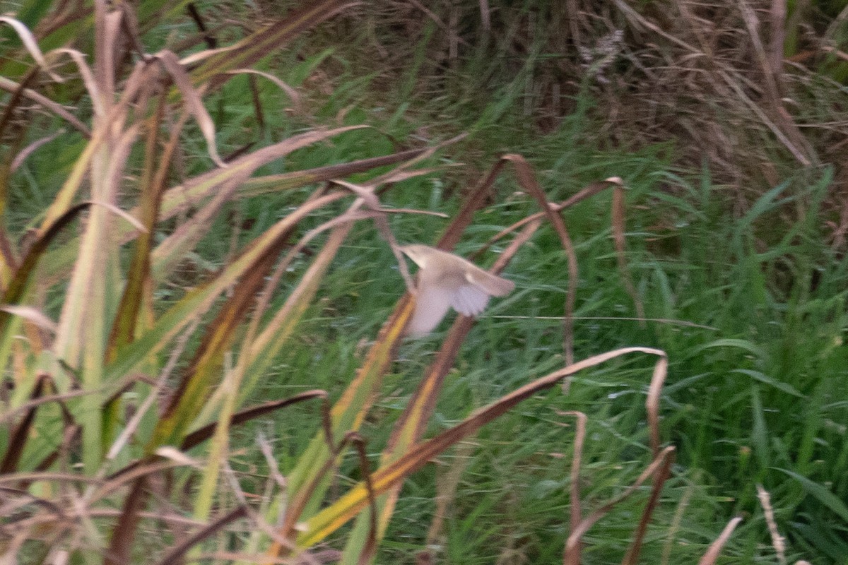 Marsh Warbler - Tom Bedford