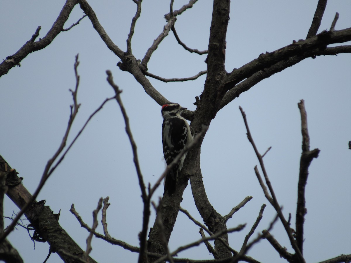 Downy Woodpecker (Eastern) - Mickey Ryan