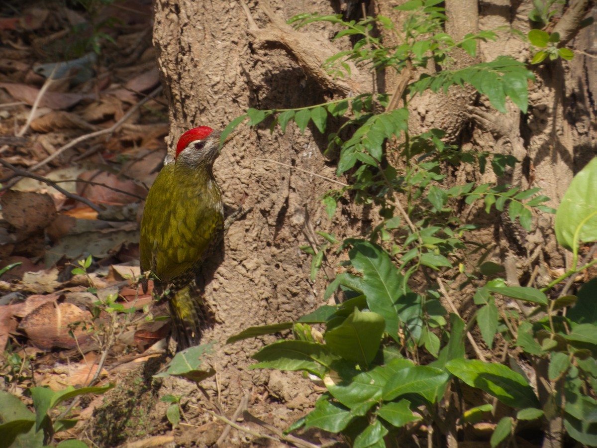 Streak-throated Woodpecker - SANTOSH SINGH