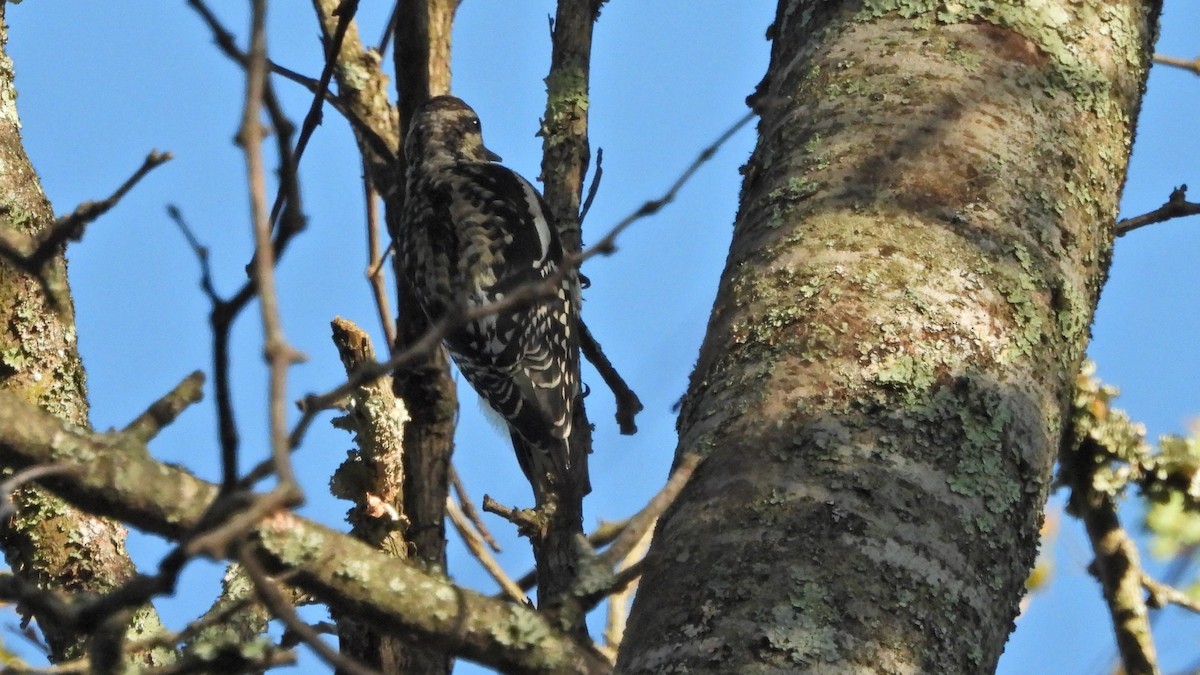 Yellow-bellied Sapsucker - ML609538075