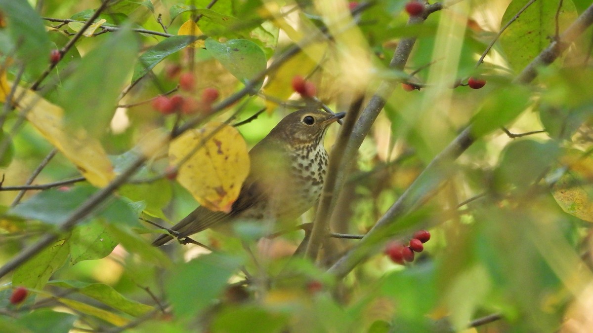 Swainson's Thrush - Travis Young