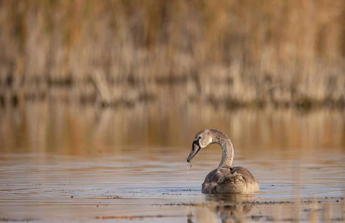 Mute Swan - ML609538086