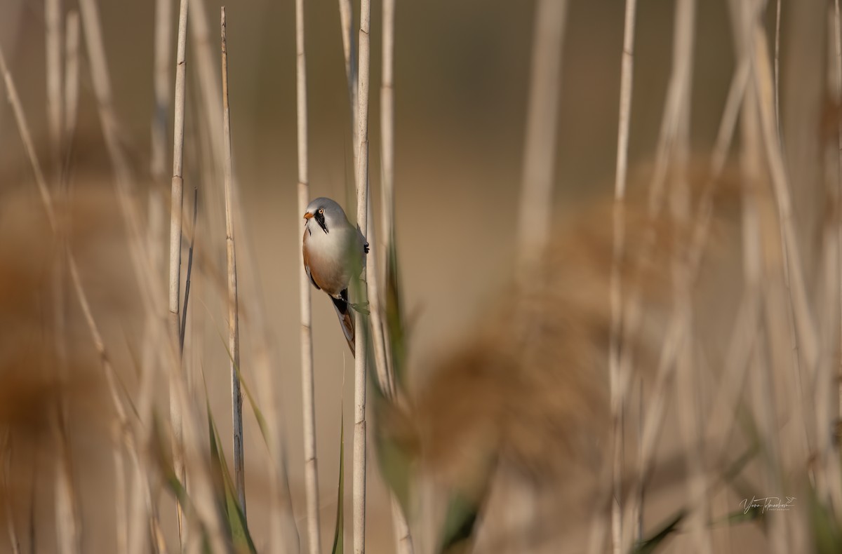 Bearded Reedling - ML609538091