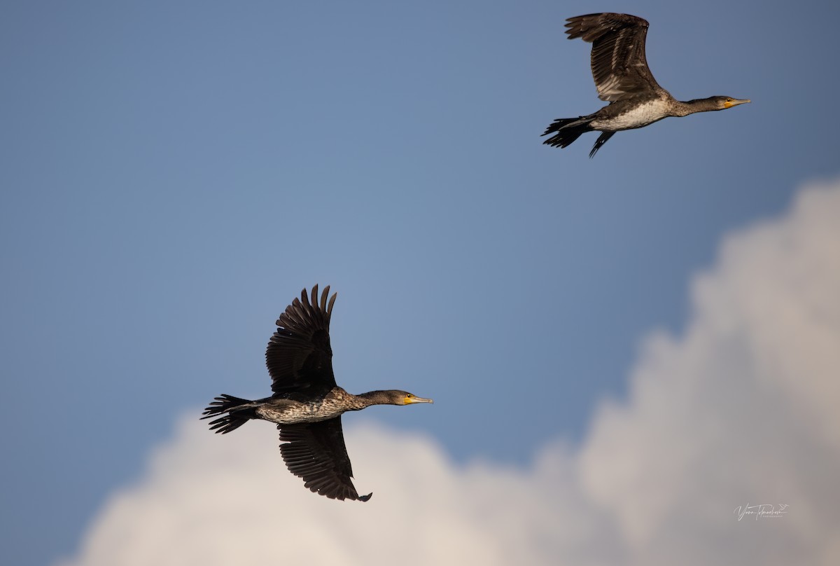 Great Cormorant - ML609538108