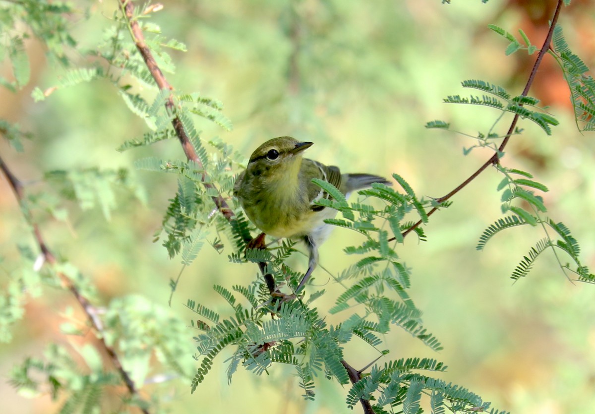 Blackpoll Warbler - Rebecca Koch