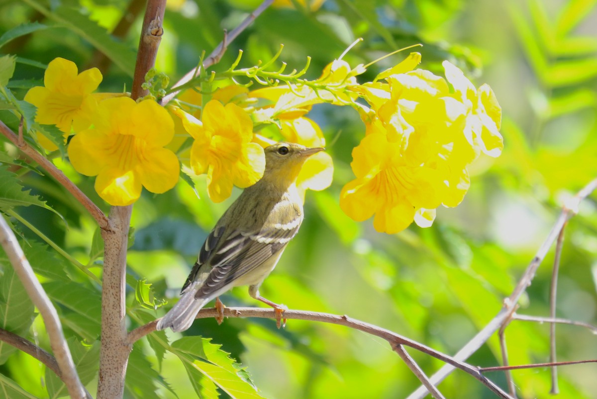 Blackpoll Warbler - Rebecca Koch