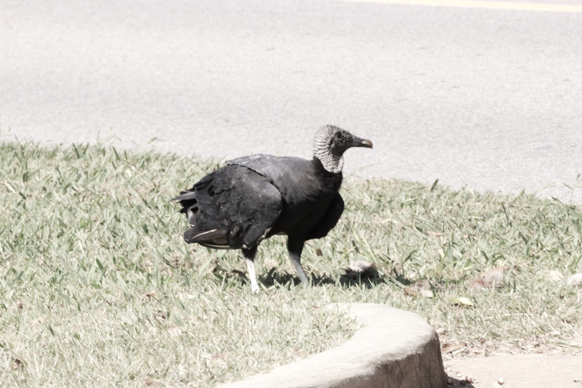 Black Vulture - ML609538199