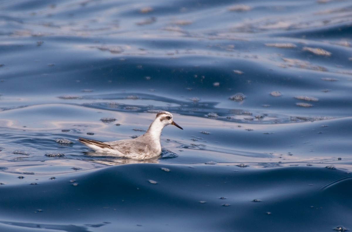 Red Phalarope - ML609538253