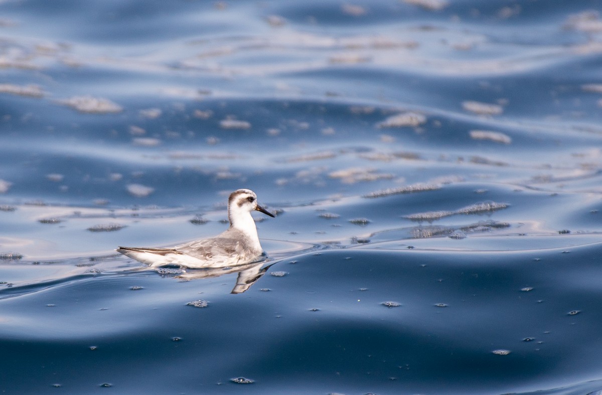 Red Phalarope - ML609538254