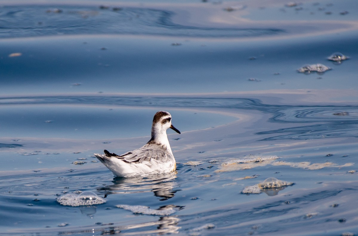 Red Phalarope - ML609538415