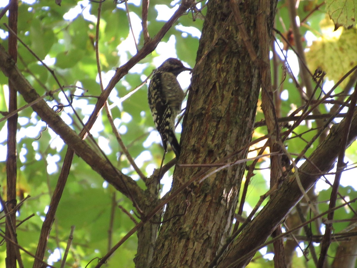 Yellow-bellied Sapsucker - ML609538562