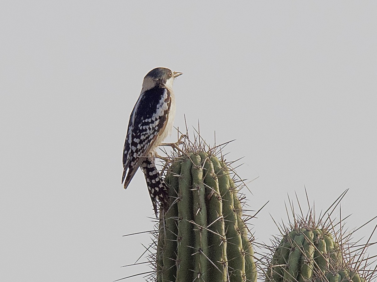 White-fronted Woodpecker - ML609538651