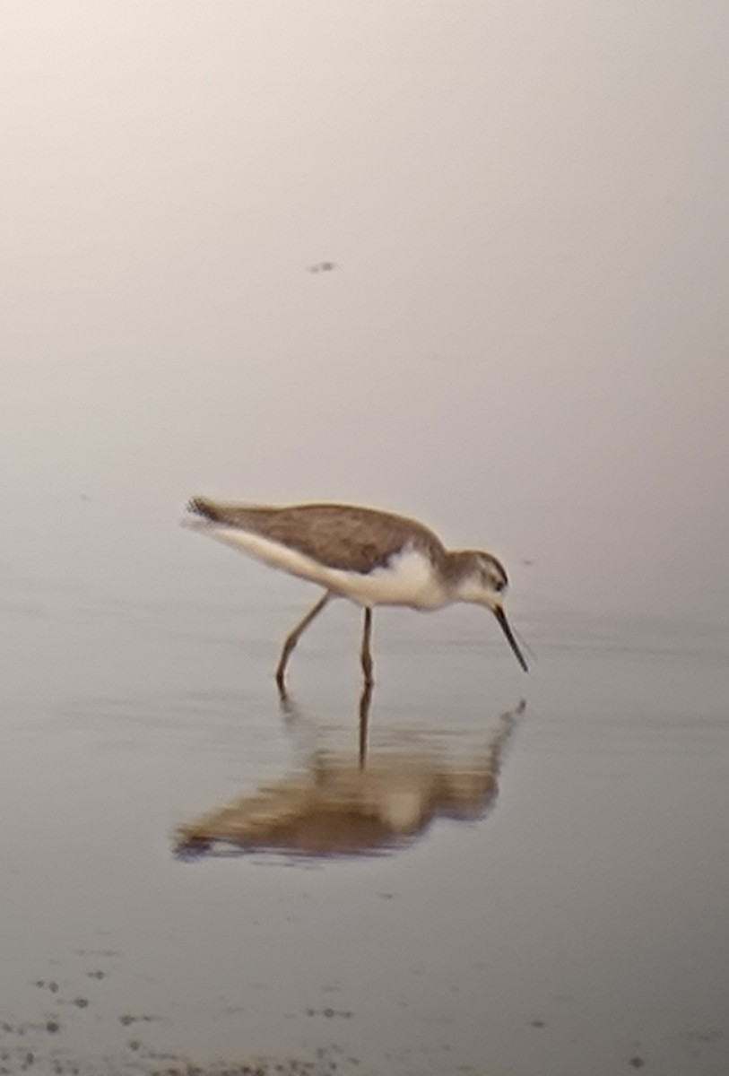 Marsh Sandpiper - ML609538835