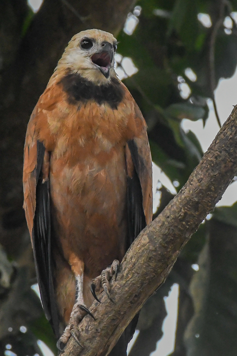 Black-collared Hawk - ML609538922