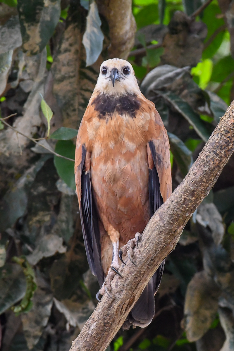 Black-collared Hawk - ML609538923