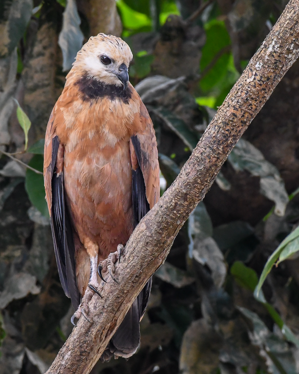 Black-collared Hawk - ML609538927