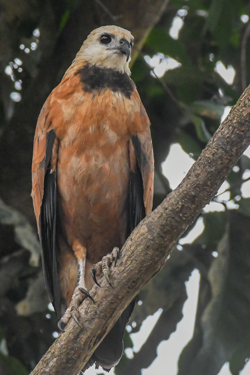 Black-collared Hawk - ML609538928