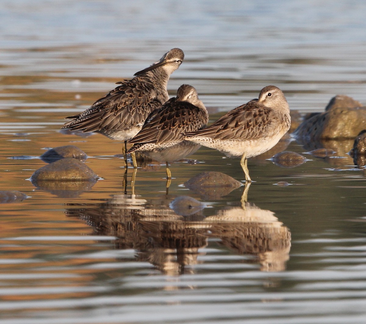 Long-billed Dowitcher - ML609538978