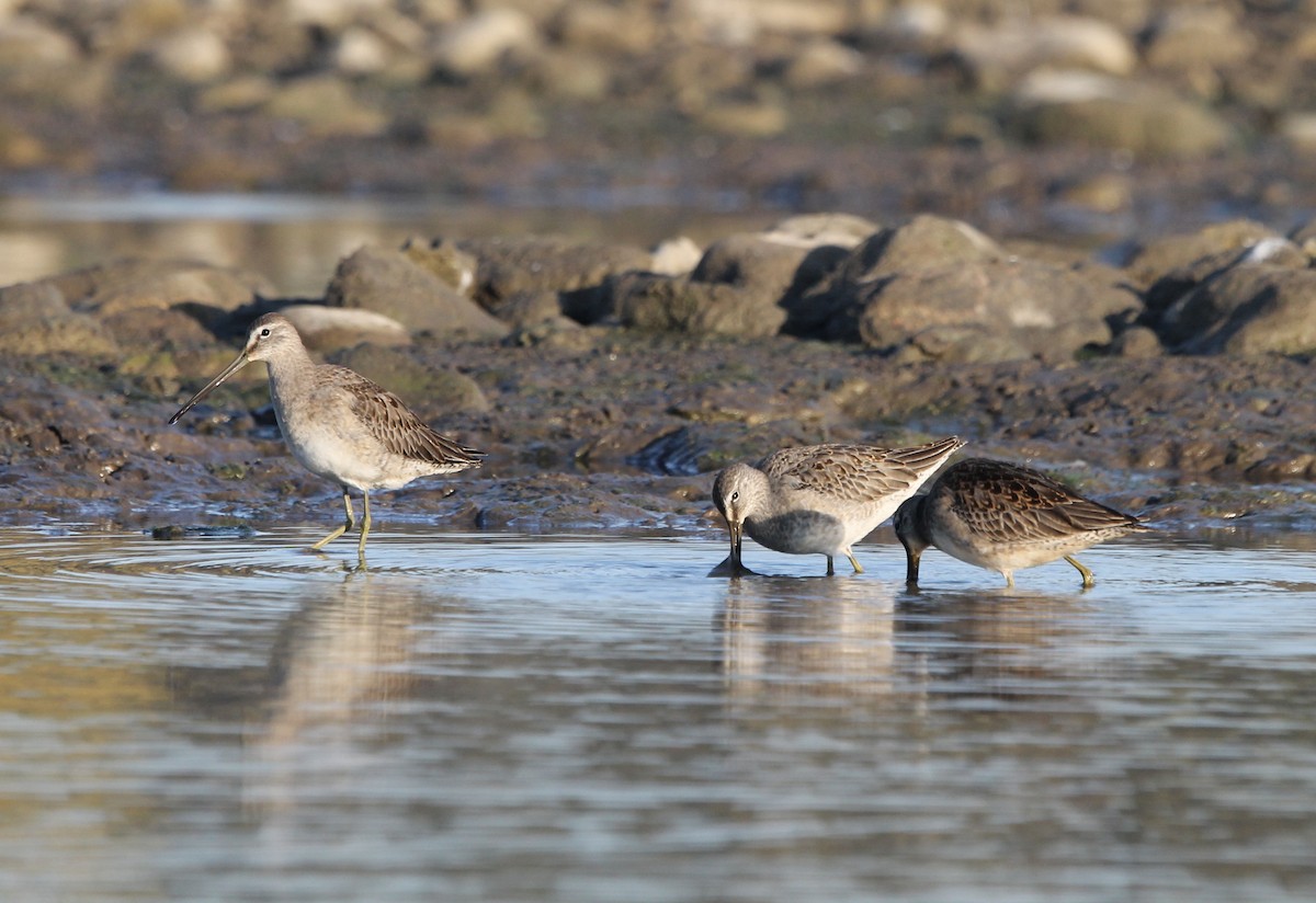 Long-billed Dowitcher - ML609538979