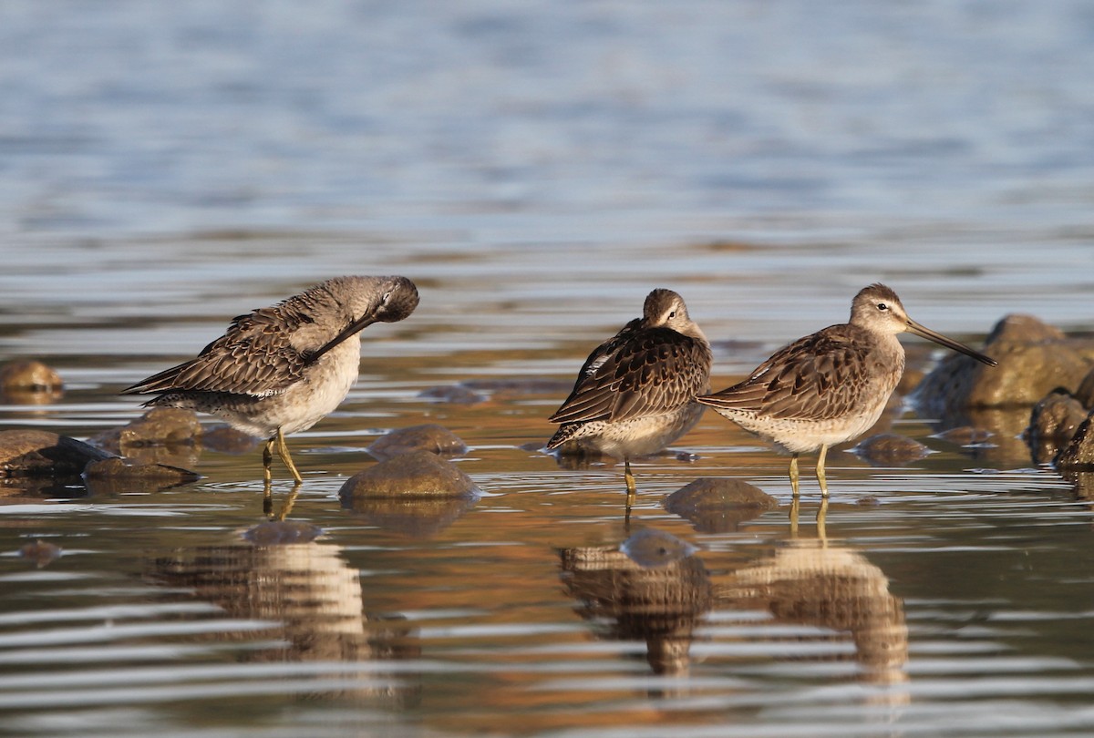 Long-billed Dowitcher - ML609538980