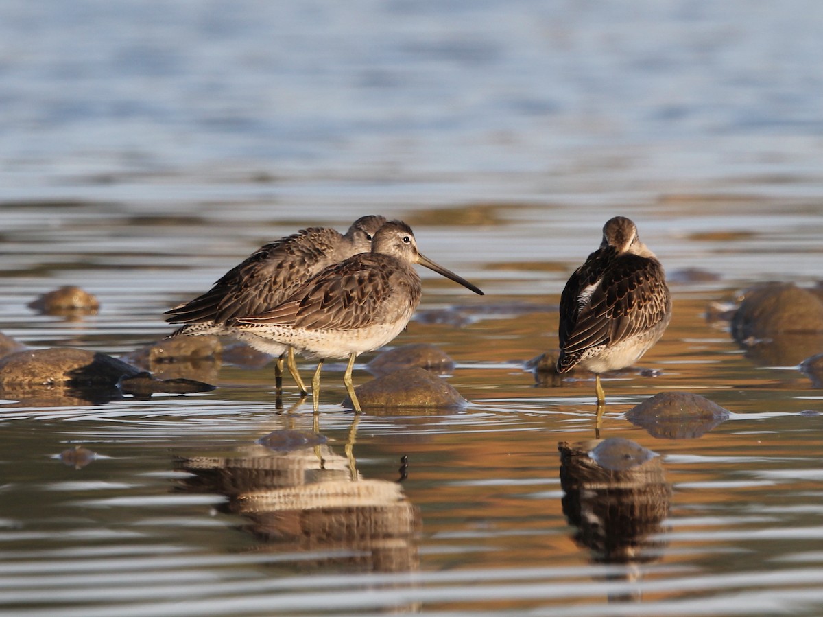 Long-billed Dowitcher - ML609538981