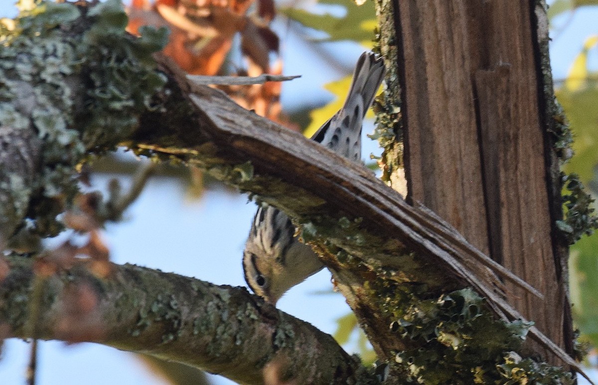 Black-and-white Warbler - ML609539005