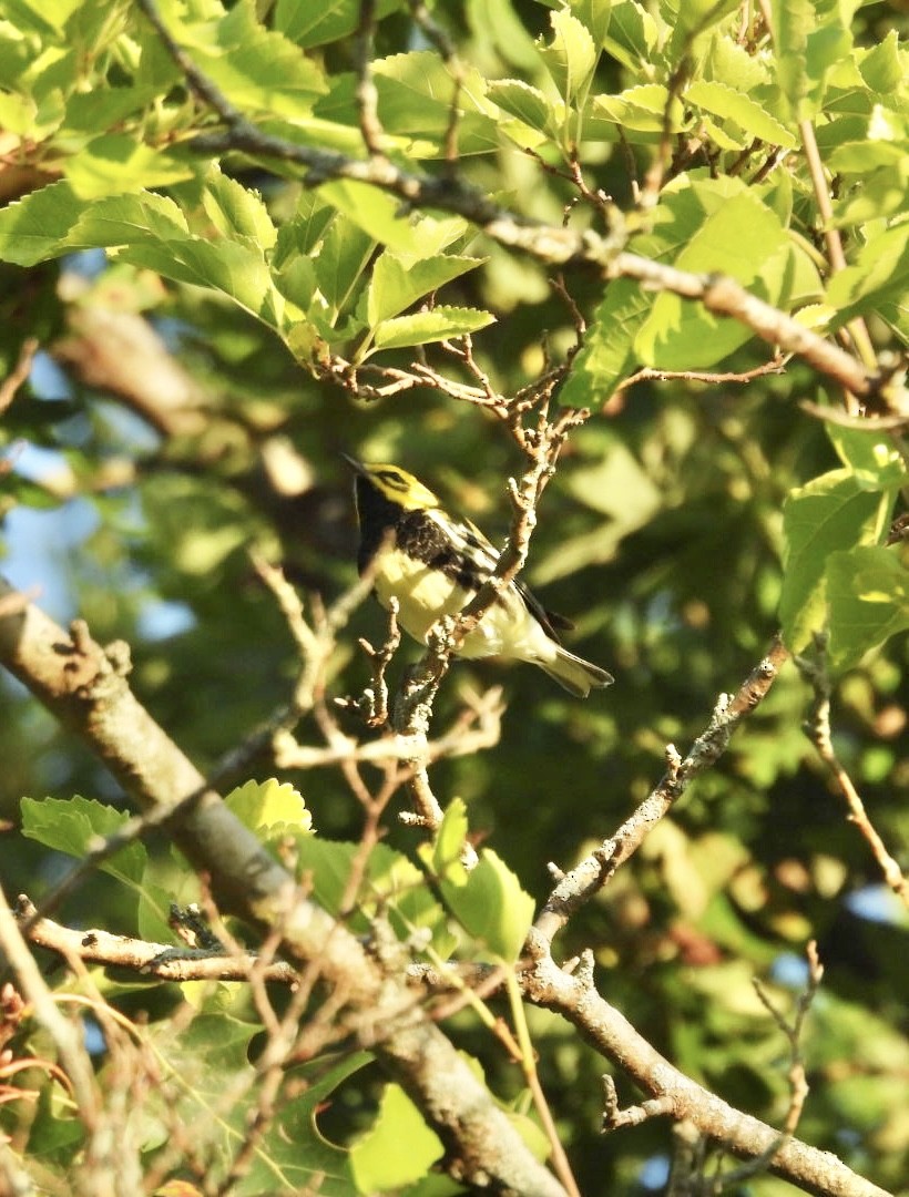 Black-throated Green Warbler - ML609539058