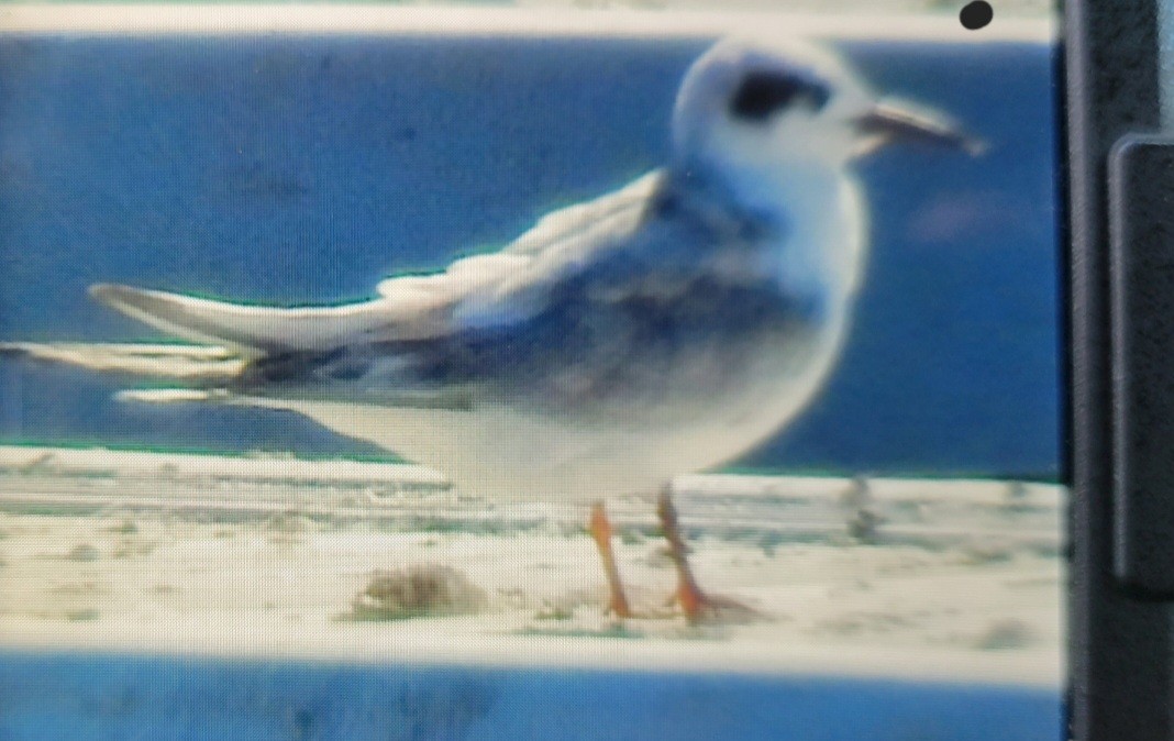 Forster's Tern - ML609539060