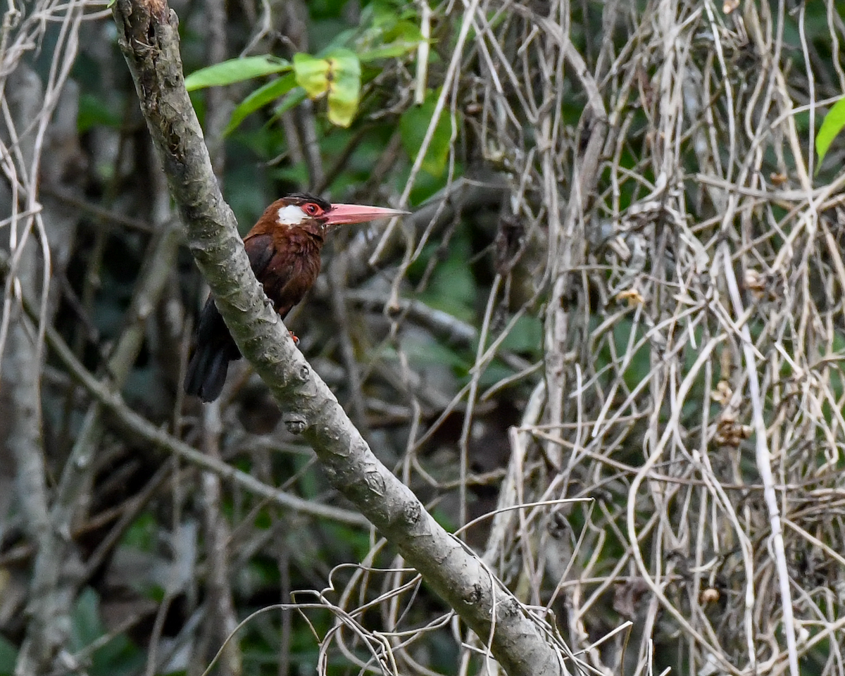 White-eared Jacamar - ML609539192