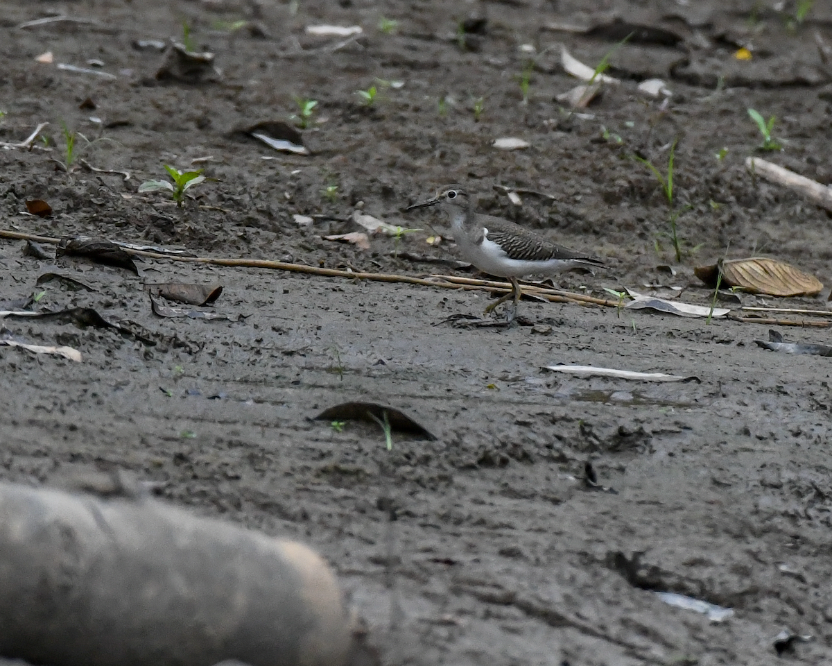 Spotted Sandpiper - ML609539237