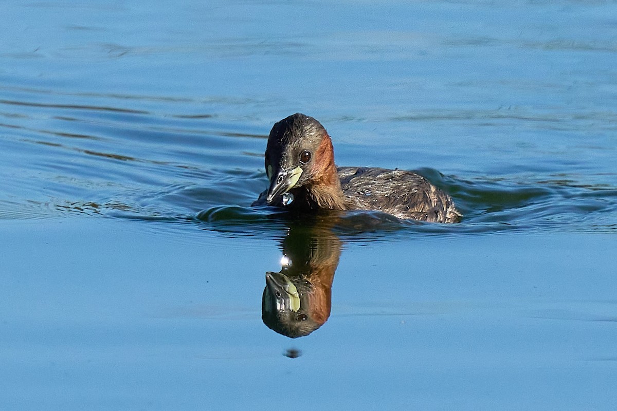 Little Grebe - Beata Milhano