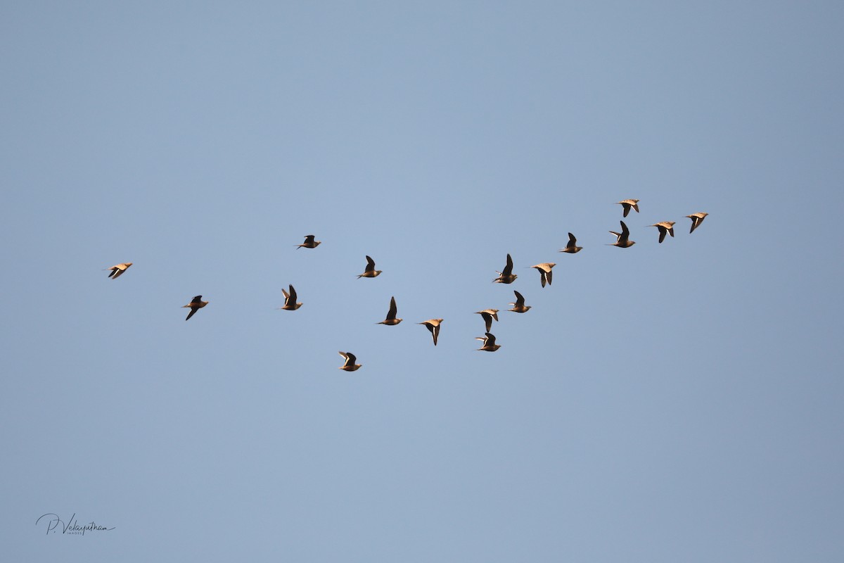 Chestnut-bellied Sandgrouse - Pavanasam Velayutham