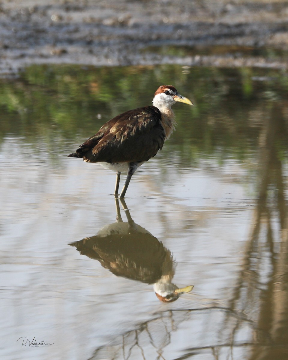 Bronze-winged Jacana - ML609539283