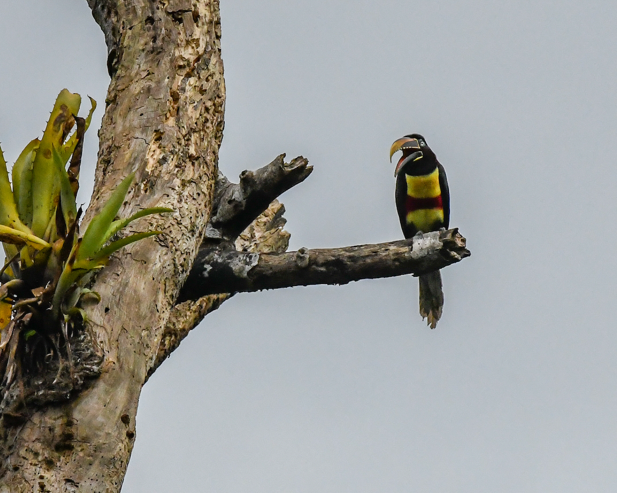 Chestnut-eared Aracari - ML609539284