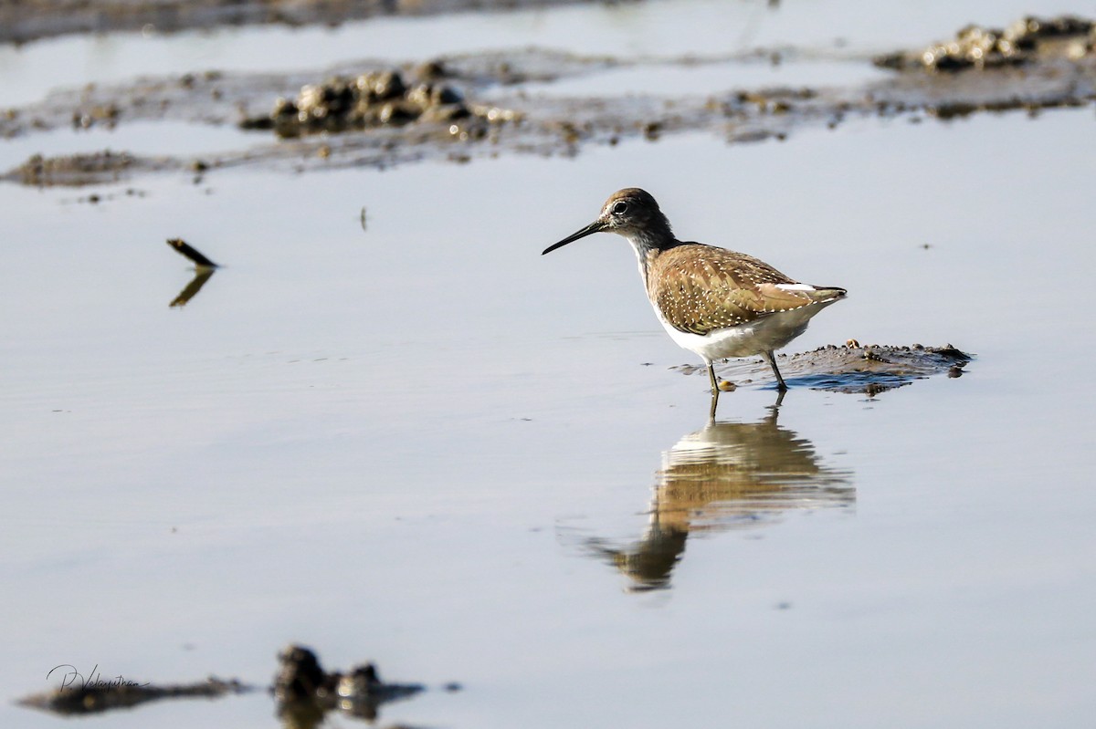 Green Sandpiper - ML609539293