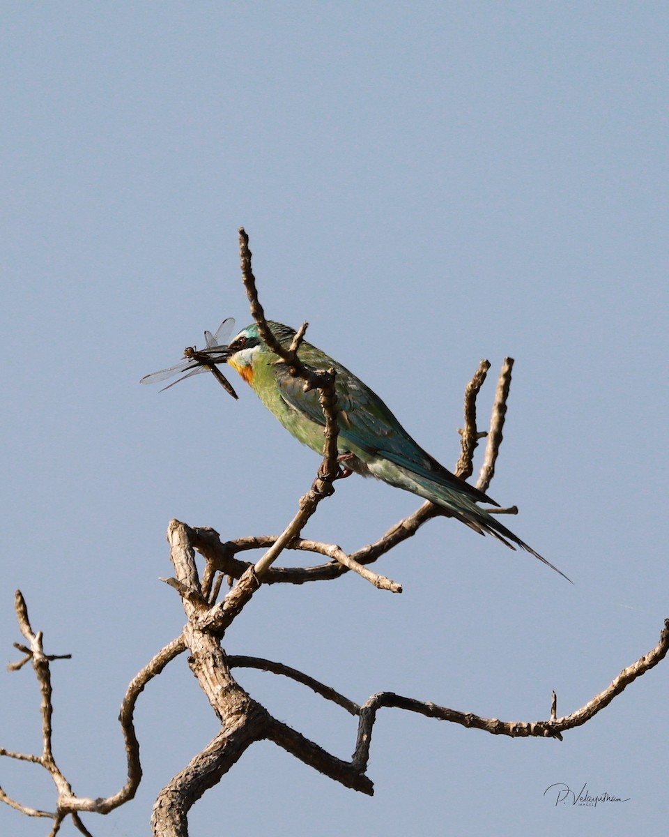 Blue-cheeked Bee-eater - ML609539313