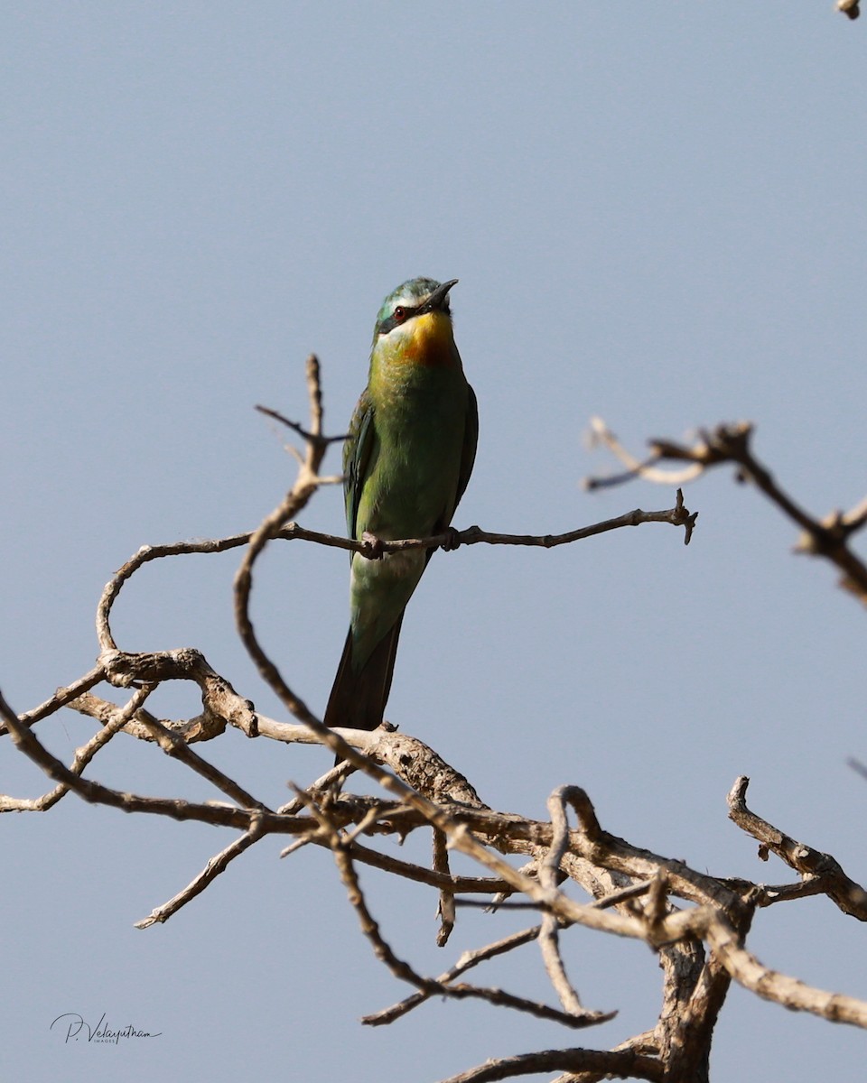 Blue-cheeked Bee-eater - ML609539314