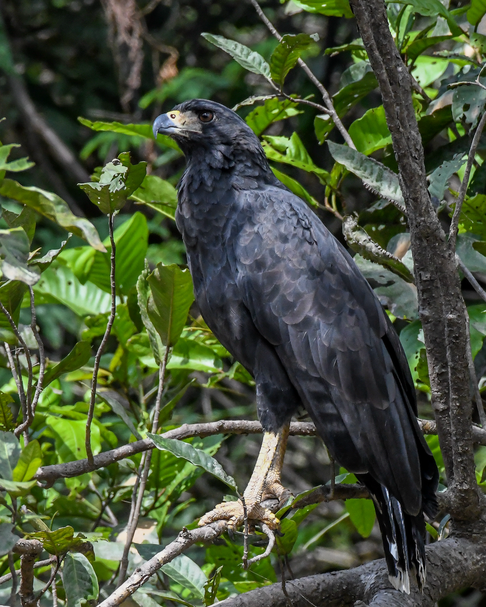 Great Black Hawk - Erik Martin