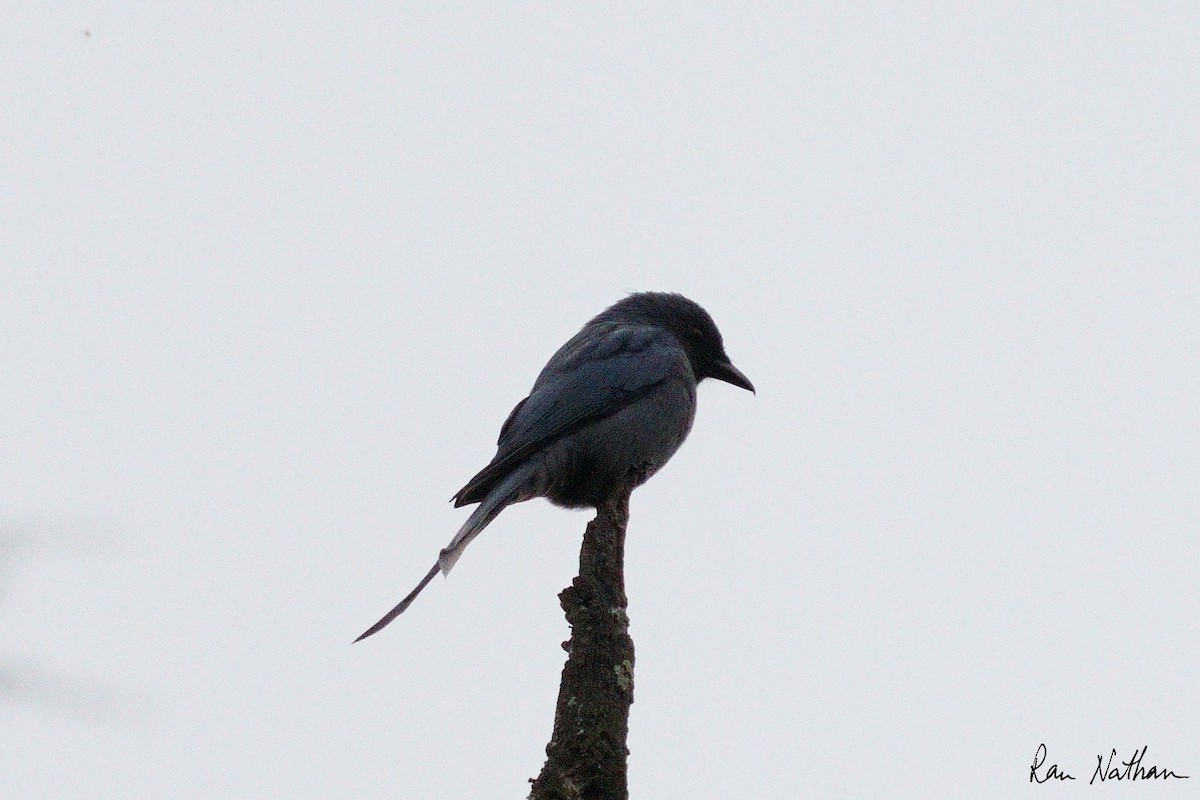 Ashy Drongo - Ran Nathan