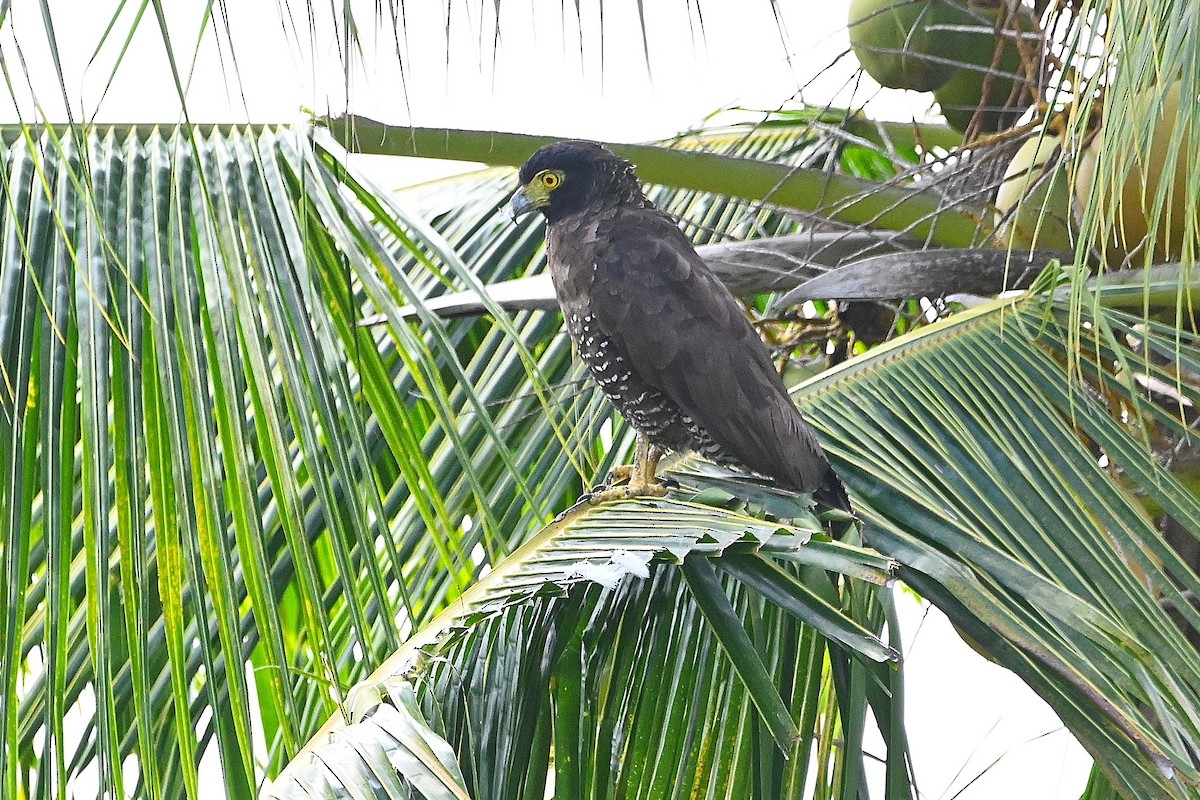 Sulawesi Serpent-Eagle - ML609539390
