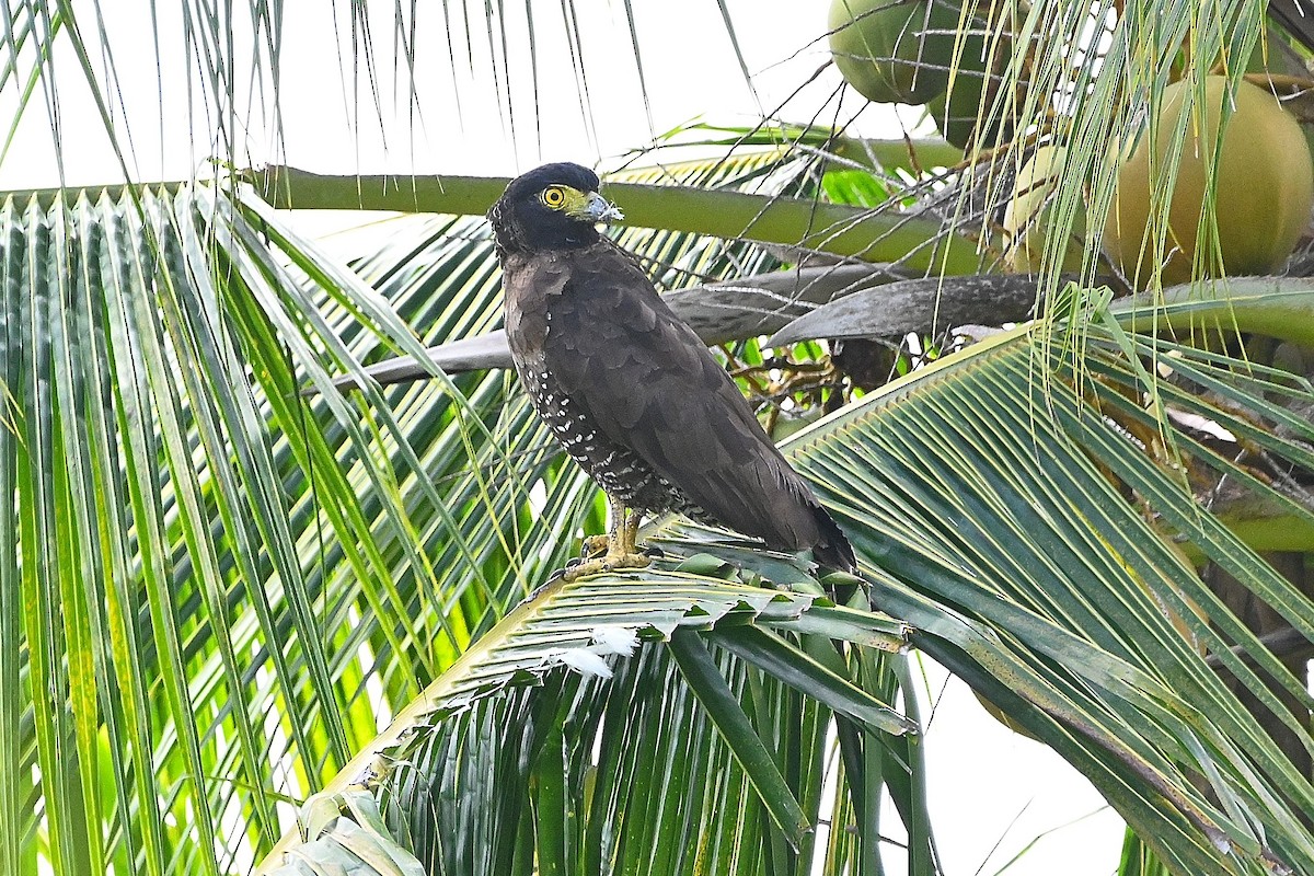 Sulawesi Serpent-Eagle - ML609539394