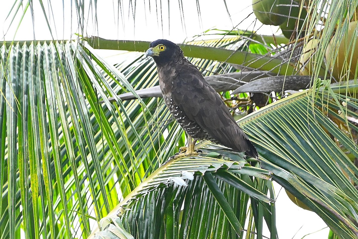 Sulawesi Serpent-Eagle - ML609539395