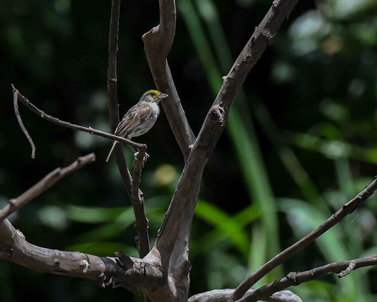 Yellow-browed Sparrow - ML609539594